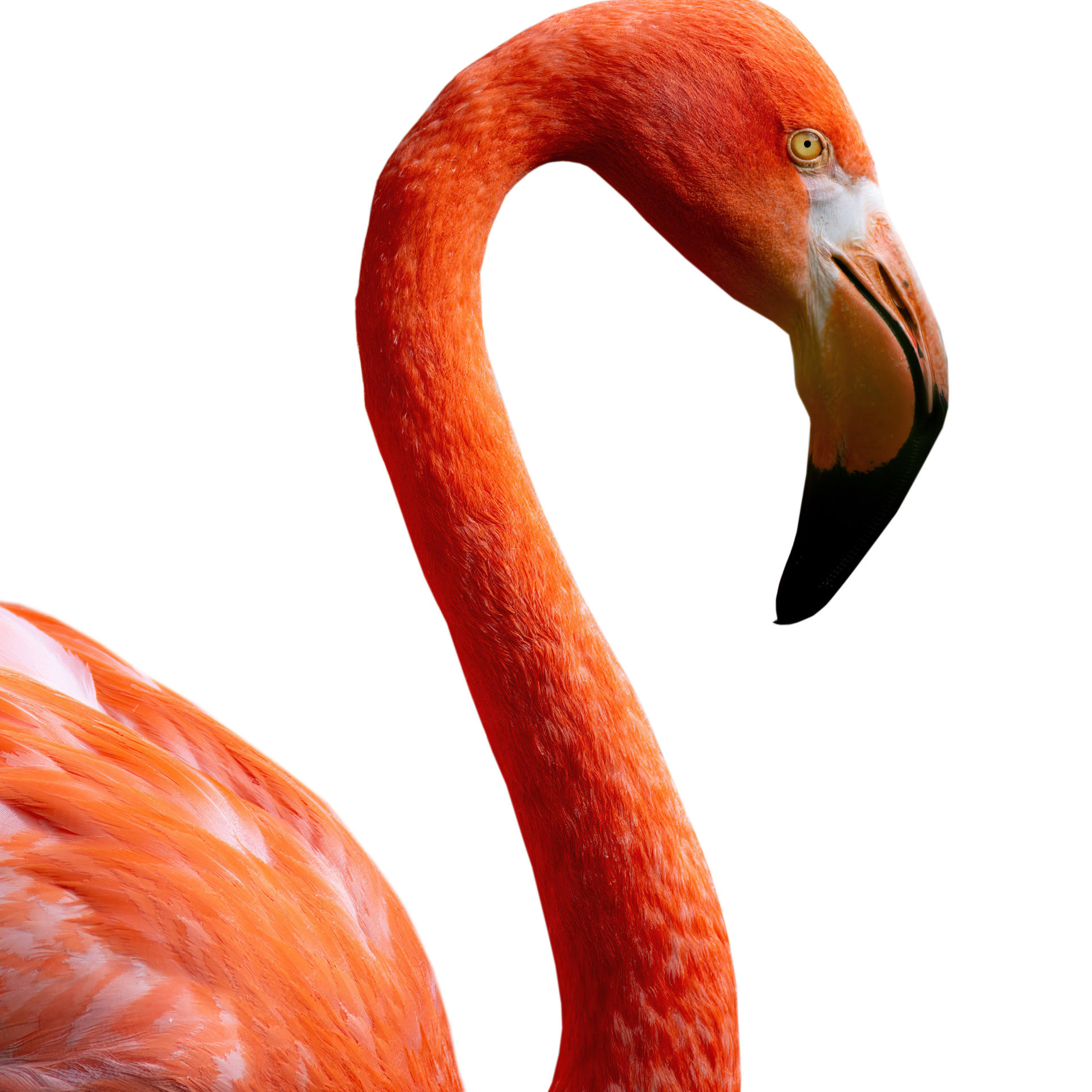 Flamingo portrait isolated on white background